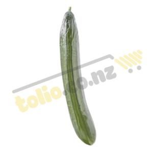Dưa leo - Telegraph Cucumber