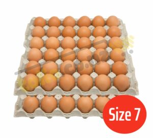 Set of 2 egg trays, size 7