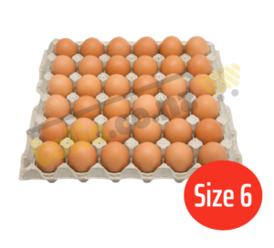 Trứng gà size 6 khay 30 quả