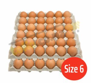 Set of 2 egg trays, size 6